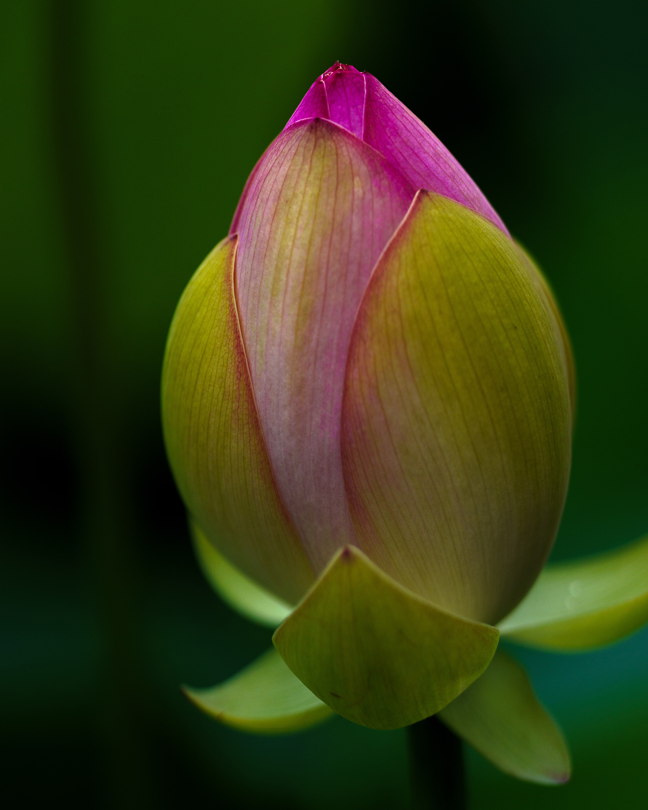 Lotus Flower Bloom